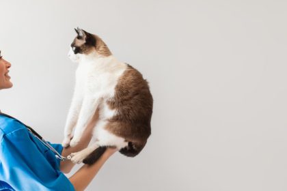 Comment fonctionne la couverture assurance chat en cas d’accident ou maladie ?