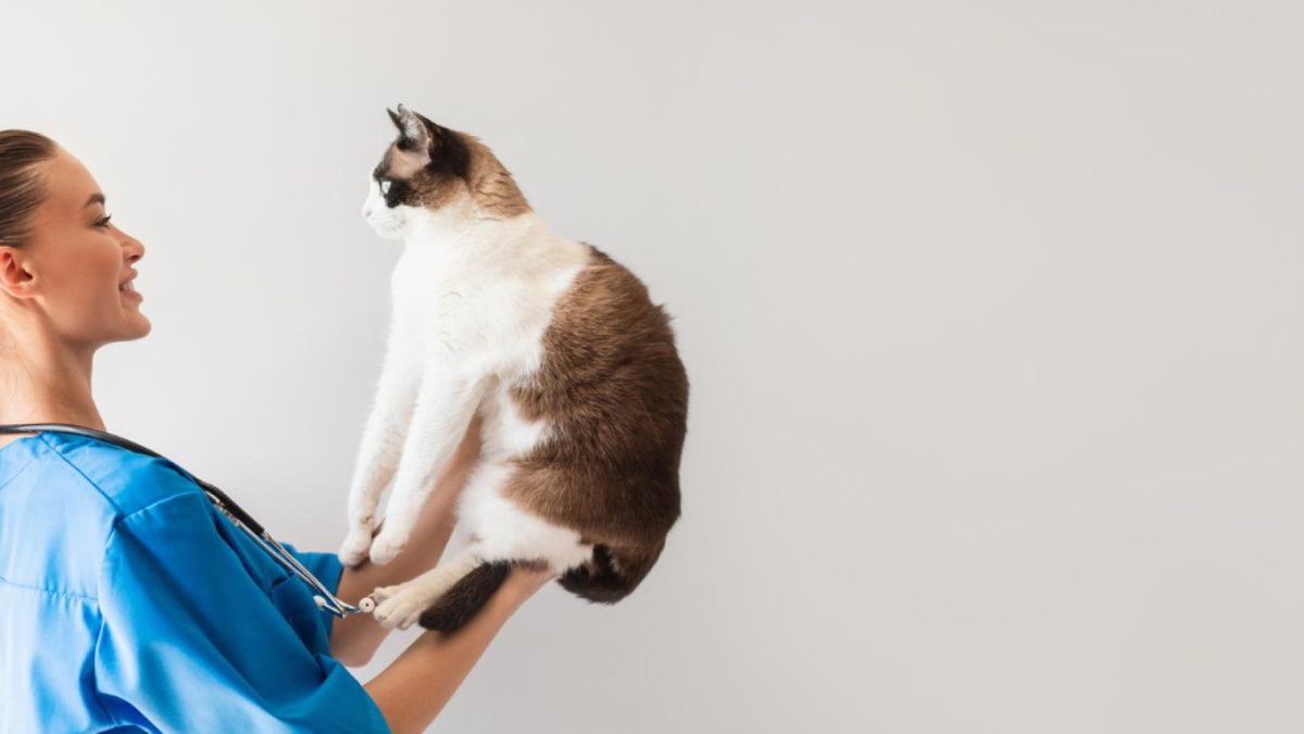 Comment fonctionne la couverture assurance chat en cas d’accident ou maladie ?
