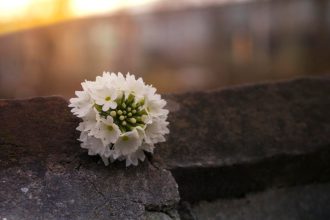 Créez une atmosphère apaisante avec des fleurs en céramique pour une plaque funéraire